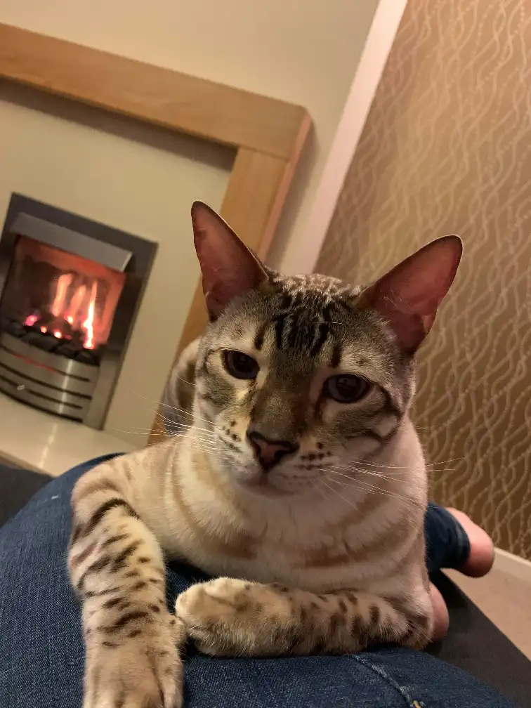 Mr Bojangles, the office cat